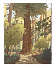 Load image into Gallery viewer, Santa Cruz Redwoods Print by Michael Bencze