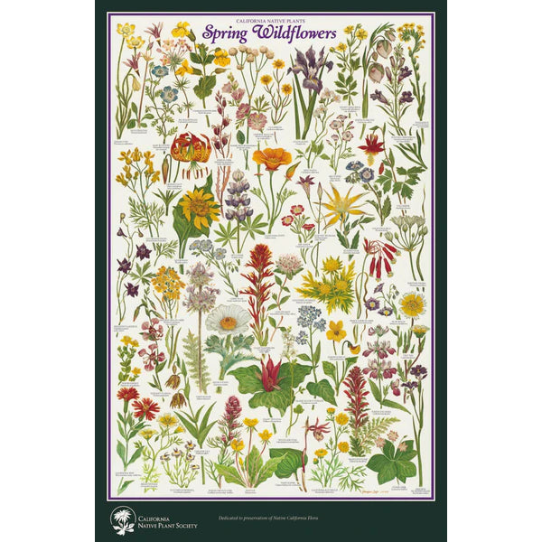 California Spring Wildflower Poster