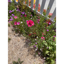 Load image into Gallery viewer, Scatter Can - Pollinator Flower Power Seeds
