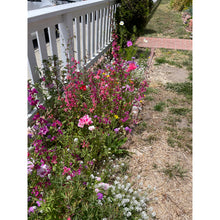 Load image into Gallery viewer, Scatter Can - Pollinator Flower Power Seeds
