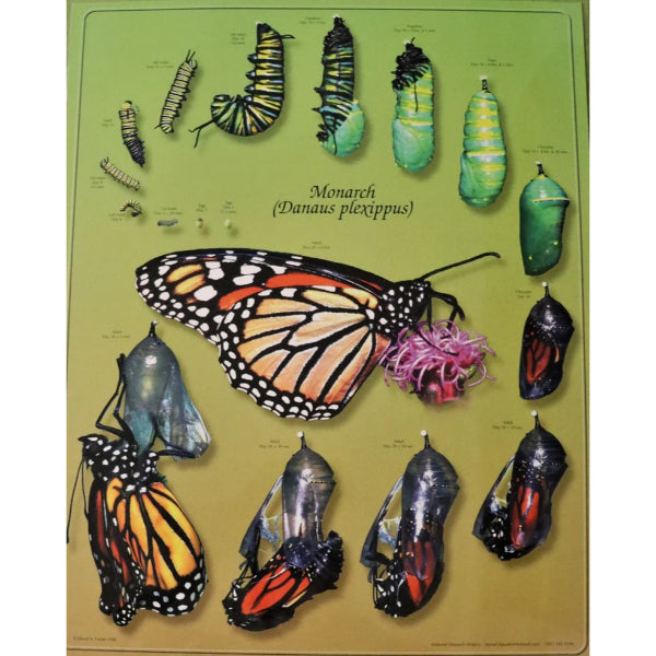 Laminated Monarch Butterfly Life Cycle Poster