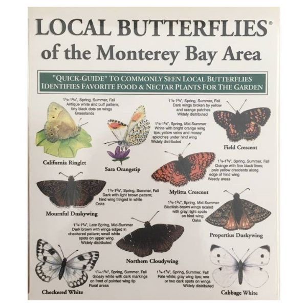 Local Butterflies & Wildflowers of the Monterey Bay Area