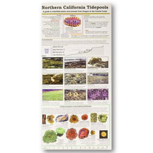 Load image into Gallery viewer, Laminated Guide to Northern California Tidepools
