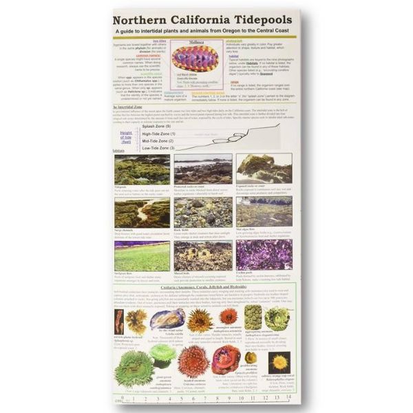Laminated Guide to Northern California Tidepools