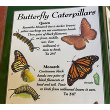 Load image into Gallery viewer, Laminated Guide to Caterpillars of Western North America
